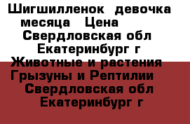 Шигшилленок, девочка 2 месяца › Цена ­ 1 500 - Свердловская обл., Екатеринбург г. Животные и растения » Грызуны и Рептилии   . Свердловская обл.,Екатеринбург г.